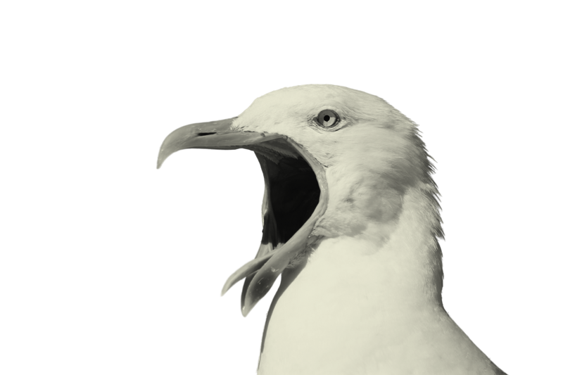 seagull of Klaipedos skrynai